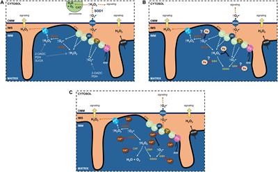 Iron and Cadmium Entry Into Renal Mitochondria: Physiological and Toxicological Implications